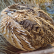Illustration for article titled Quails Can Make Themselves Poisonous